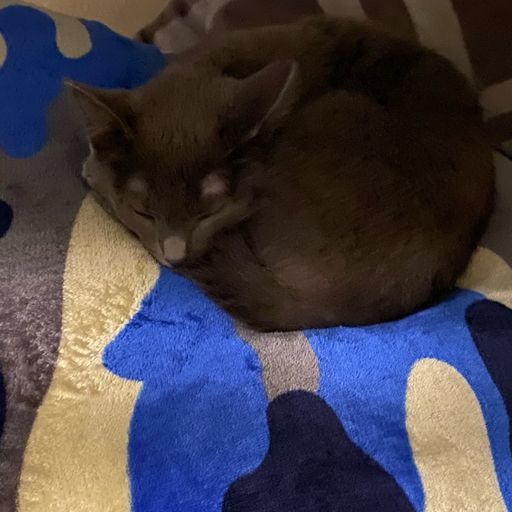 Meet your Posher, Jehenny emilia cristhina